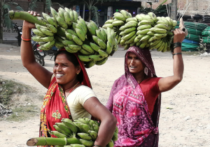 छठका लागि जनकपुरमा चार करोडको केरा आयात